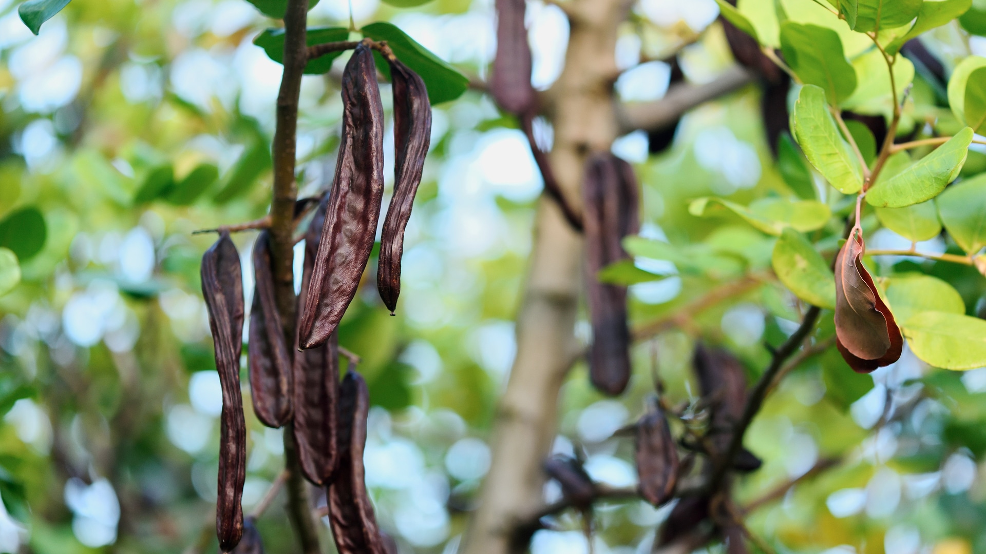 Carob and PlantTech