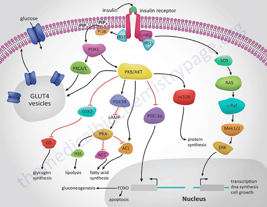 LVLD mechanism image